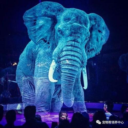 马戏团爆料动物视频大全,动物表演幕后真相大曝光